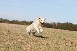 GOLDEN RETRIEVER 145